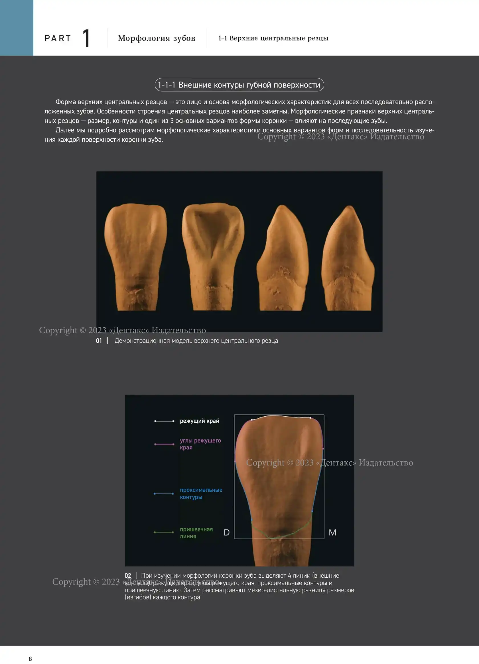 Морфология зубов 1. The Ultimate Guide to Tooth Morphology. Автор: Вакита  Дайю