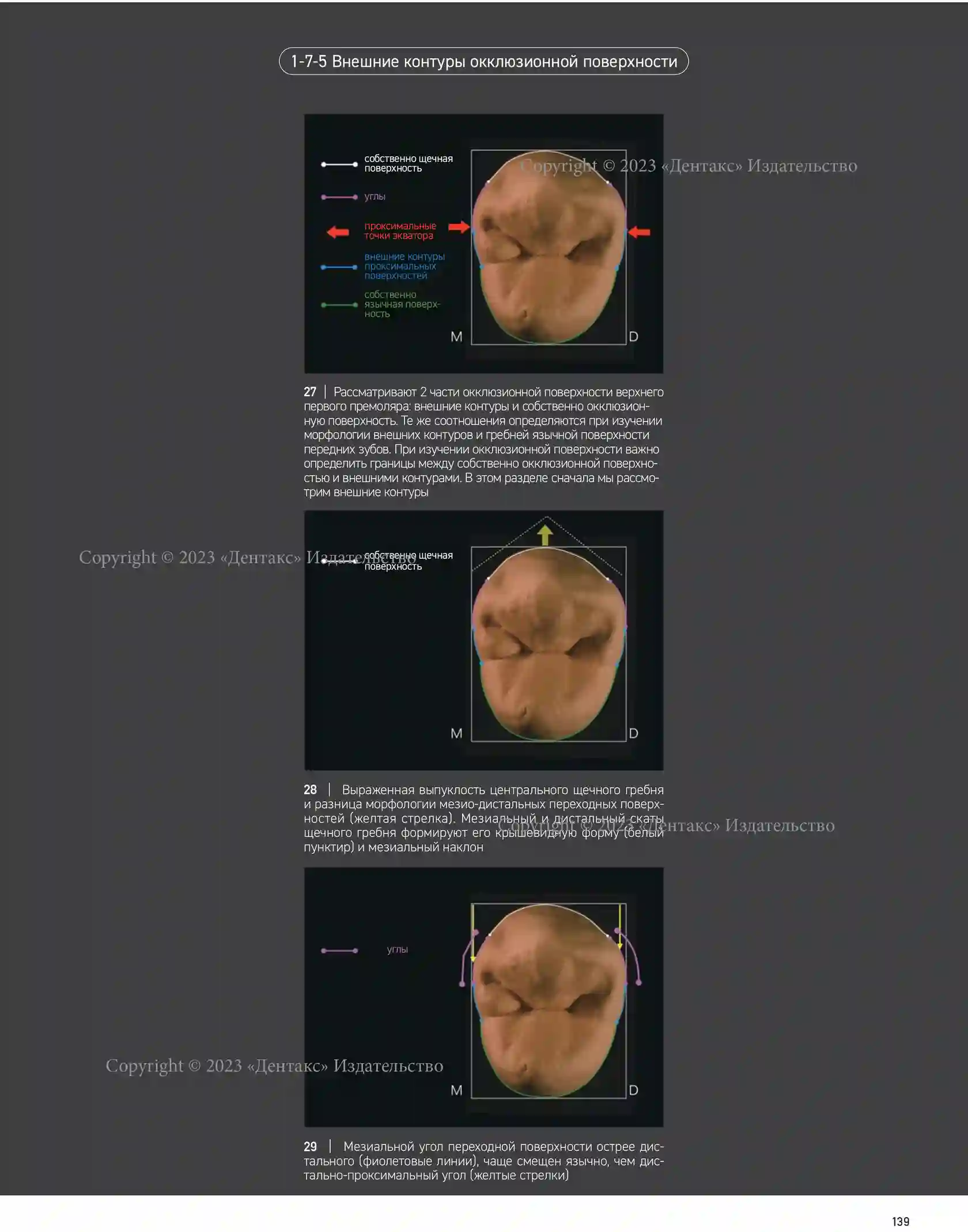 Морфология зубов 1. The Ultimate Guide to Tooth Morphology. Автор: Вакита  Дайю купить в STOMMARKET.RU по цене 20 250 ₽