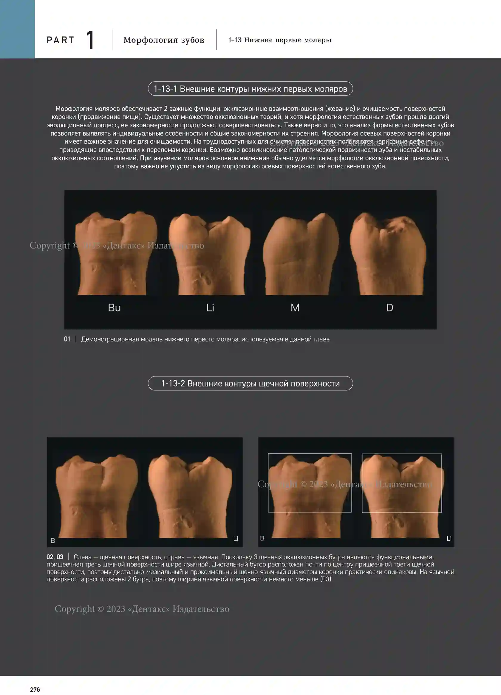 Морфология зубов 1. The Ultimate Guide to Tooth Morphology. Автор: Вакита  Дайю купить в STOMMARKET.RU по цене 20 250 ₽