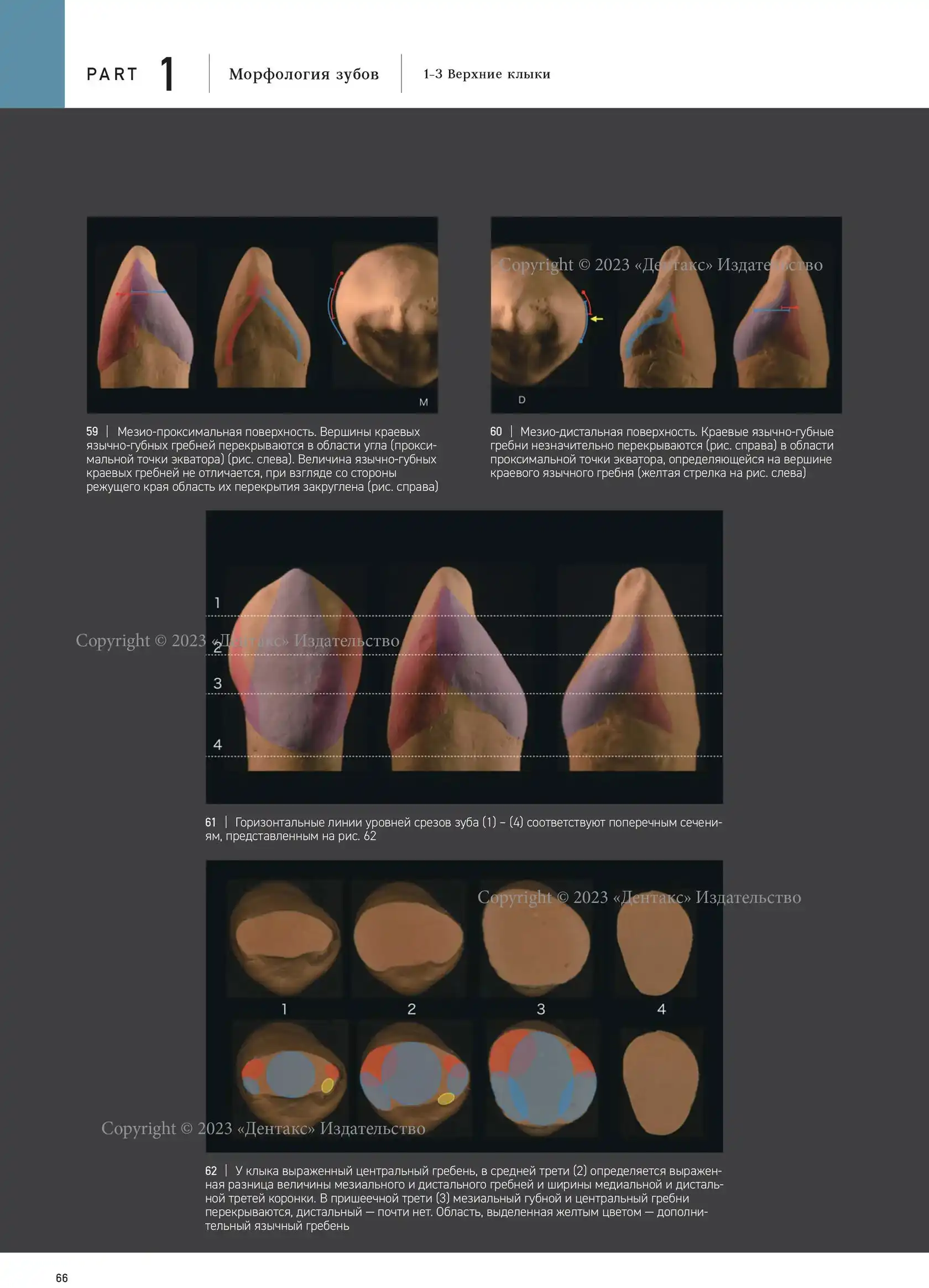 Морфология зубов 1. The Ultimate Guide to Tooth Morphology. Автор: Вакита  Дайю купить в STOMMARKET.RU по цене 20 250 ₽