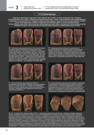 морфология зубов 2. the ultimate guide to tooth morphology 2. advance автор: вакита дайю