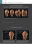 морфология зубов 1. the ultimate guide to tooth morphology. автор: вакита дайю