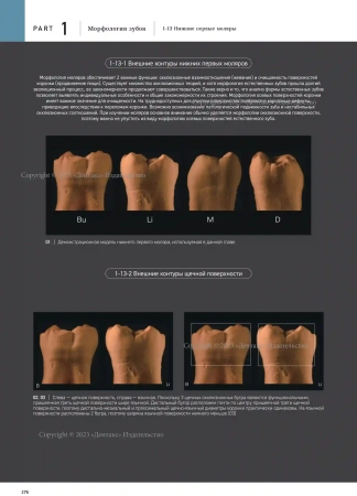 морфология зубов 1. the ultimate guide to tooth morphology. автор: вакита дайю