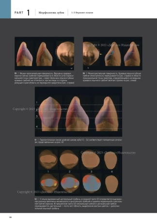 морфология зубов 1. the ultimate guide to tooth morphology. автор: вакита дайю